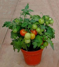 SEED- Micro Cherry Raspberry Ruffles Tomato Container Potted Dwarf Plants Unique - £2.86 GBP+