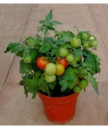 SEED- Micro Cherry Raspberry Ruffles Tomato Container Potted Dwarf Plant... - $5.92 CAD+