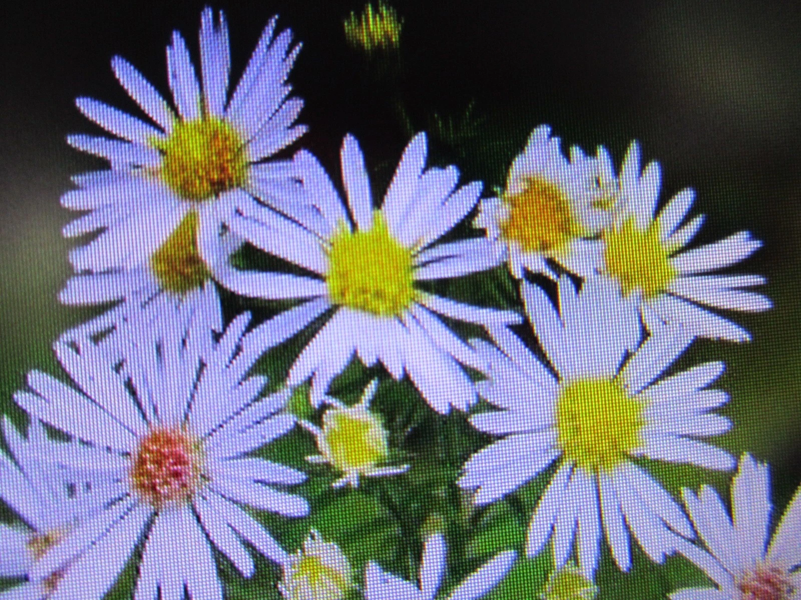 3 Plants Panicled Aster  Wild Flower 7 - 12&#39;&#39; tall - $22.45