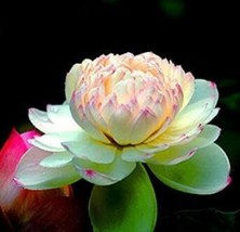 10 Red Lotus Nymphaea Asian Water Lily Pad Flower Pond Aquatic Plants T2 Fresh - $7.82