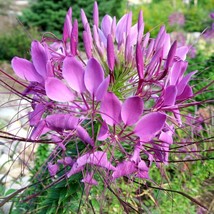 100 Lilac Spider Seeds Clome Spinosa Perennial Seed Bee Fresh Gardening - $8.98