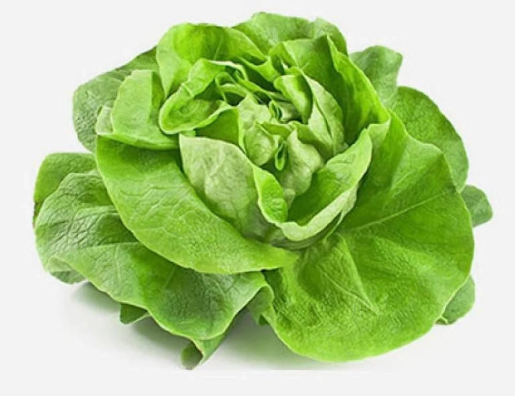 1000+ pcs BUTTER CRUNCH LETTUCE, X LCH BP, LETTUCE SEEDS 98% GERMINATION... - $11.04