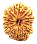 Super Collector 14 Mukhi Rudraksha - Nepal - 32.46 mm - IGL Certified - $21,827.39 MXN
