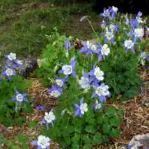 50 Blue Star Columbine Flower Seeds Non-GMO - £5.33 GBP