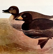American Scoter Bird 1950 Lithograph Print Audubon Nature First Edition ... - $29.99