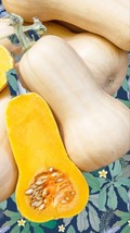 25 Waltham Butternut Squash Seedsheirloom Non Gmo Vegetable Squash SeedsFrom US  - $8.35