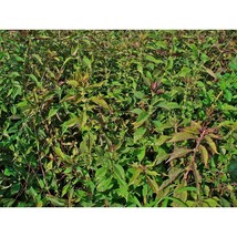 Pure Herbs: Bugleweed - 1 oz. (Natural Herbal Extracts) image 3