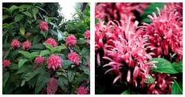 Starter Plant Pink Flamingo Justicia Carnea Aka As Brazilian Plume Jacobinia - £36.54 GBP