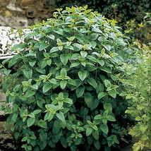 SML Yucca Rostrata Beaked Yucca Big Bend Yucca 10 Seeds Bulk Seeds - $22.69