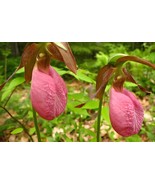 200 Seeds Pink Lady&#39;s Slipper Moccasin Flower (Cypripedium acaule) Orchid - $18.25 CAD