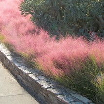 Pink Muhly Grass Muhlenbergia Capillaris 20 Flower Seeds Fresh USA Shipping - $14.56