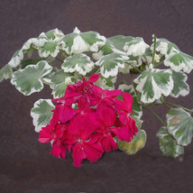 10 SEEDS  Warrenorth Smokey Quartz Zonal Geranium Seeds Ruby Tint Red Do... - £4.79 GBP