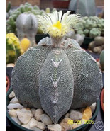 PSA Astrophytum Myriostigma Onzuka Exotic Japan Cultivar Cacti Cactus 50... - $712.61 MXN