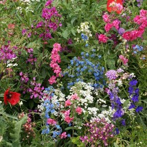 200+ Partial Shade Wildflower Mix Seeds Colorful Mixture 13 Species - £9.63 GBP