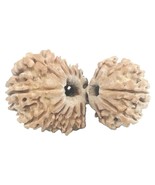 Rare Collector Size 17 Mukhi Gauri Shankar Rudraksha - 32.06 mm - IGL Ce... - $30,012.60 MXN