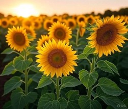 Sunflower Dwarf Yellow Sunspot Heirloom Bulk Seeds - $172.69 MXN