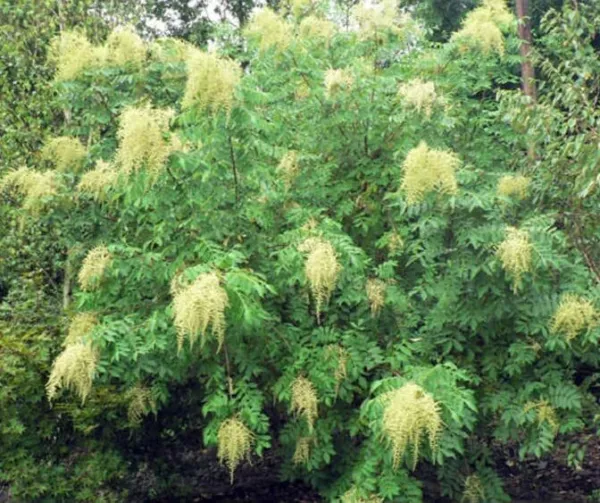 Fresh 30 Chinese Sumac Tree Seeds To Plant Nutgall Tree Rhus Chinensis S... - $18.58