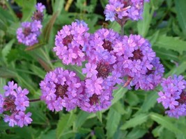 50 Verbena Vervain Softest Purple Perennial Flower Seeds Deer Resistant Fresh Ga - $12.68