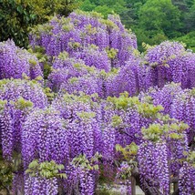 USA SELLER New Wisteria 5 Seeds See Listing Trellis Gardening Perfect Bonsai Pro - £18.94 GBP