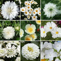 From Usa Wildflower Mix White Cloud 9 Heirloom Memory Or Moon Garden Non-GMO 500 - £3.18 GBP