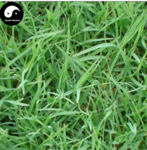 Cynodon Dactylon Grass Semente 500 Seeds Plant Lawn Grass Cynodon Beautiful - $5.28