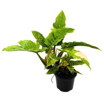 Philodendron Ring of Fire 6 inch Henderson&#39;s Pride Rare Variegated Philo Indoor - £33.35 GBP