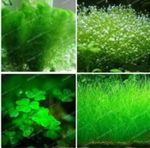 Mini Leaf Grass Water Aquatic Seed Fish Tank S - $10.49