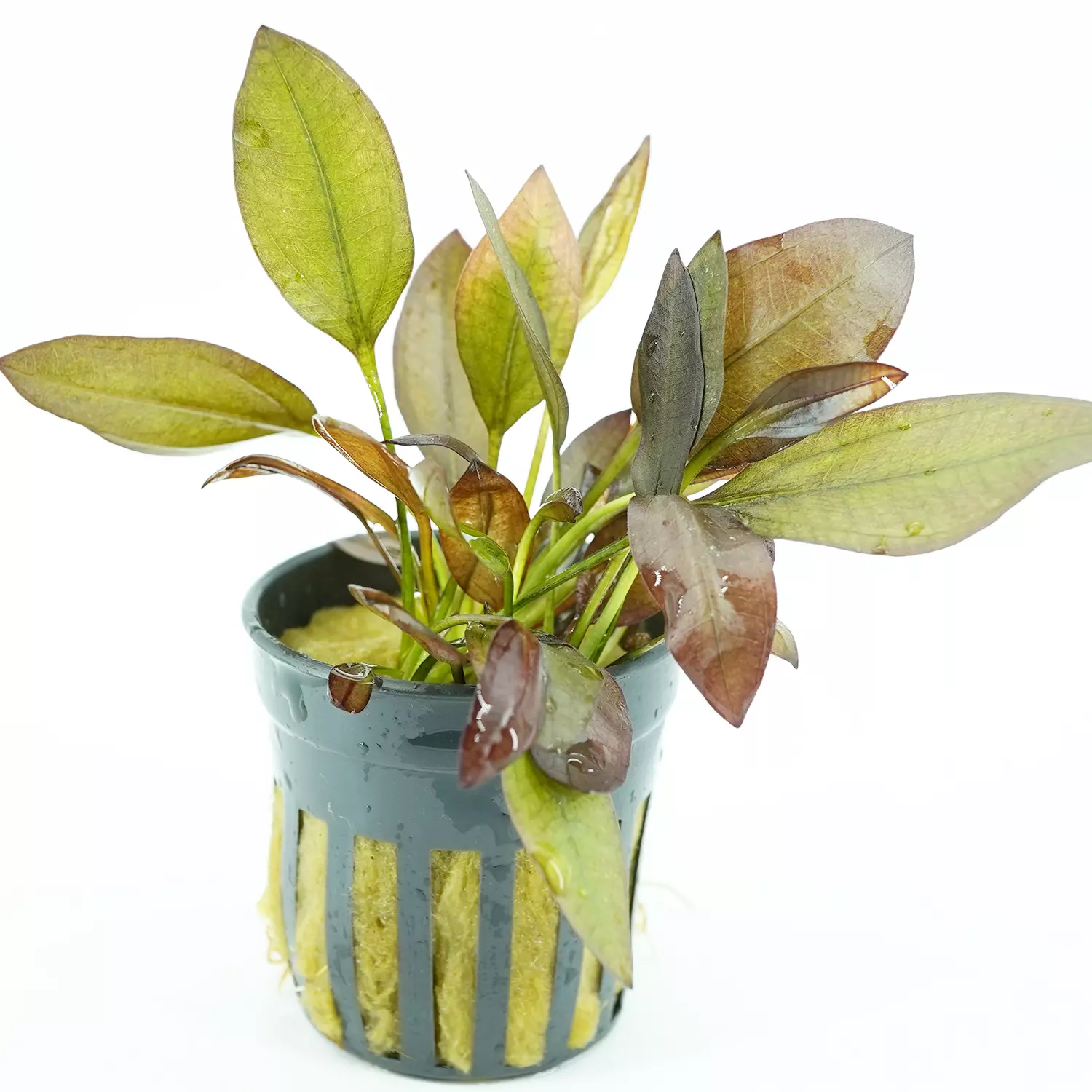 Aflame Sword Echinodorus Potted Live Freshwater Aquarium Plants Decorati... - $31.00