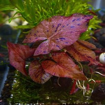 Aquarium Plants Red Tiger Lotus Sprouted Bulb With Leaf - £26.61 GBP