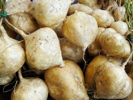 Jicama Seeds, True, Mexican Yam Bean, NON-GMO, Mexican Heirloom, FREE SH... - $1.97+