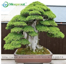 Bonsai 30  pcs Japanese Red Cedar - Cryptomeria Japonica - Bonsai Tree Evergreen - £4.54 GBP