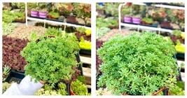 Live Plant - 4&quot; Green Sedum - Stonecrop - Groundcover - £30.53 GBP