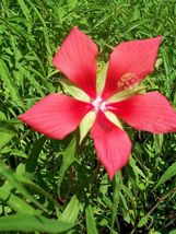 Texas Star Hibiscus Live 1 Gal. Plant Large Red Flowers Easy to Grow Pla... - £86.50 GBP