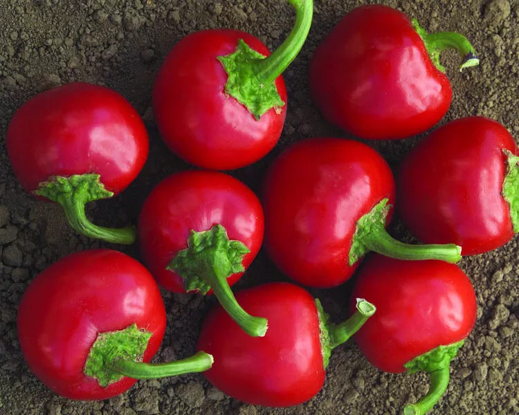 USA SELLER 25 Seeds Cherry Bomb Pepper Garden Vegetables Edible Fast Shi... - £11.75 GBP