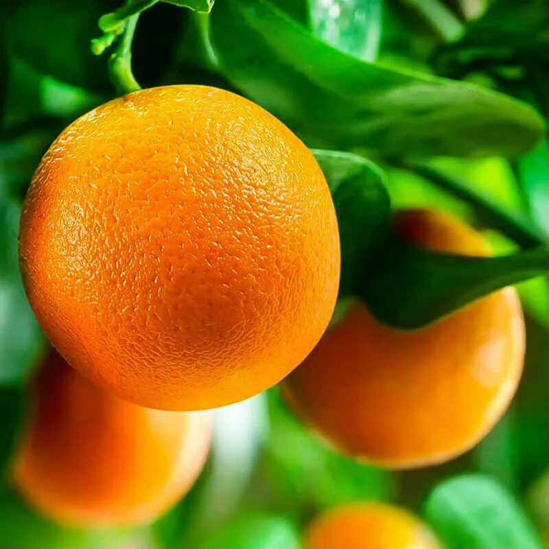 Washington Navel Orange Tree Semi-Dwarf 18-36&quot; Tall Live Citrus Plant - £142.10 GBP