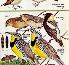 Sparrows Bobolinks Meadowlarks 1966 Color Bird Art Print Nature ADBN1Q - $19.99