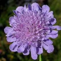 New Fresh Scabiosa Columbaria Seed - £8.70 GBP