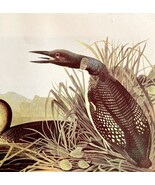 Common Loon Bird Lithograph 1950 Audubon Antique Art Print Diving Duck D... - $34.99