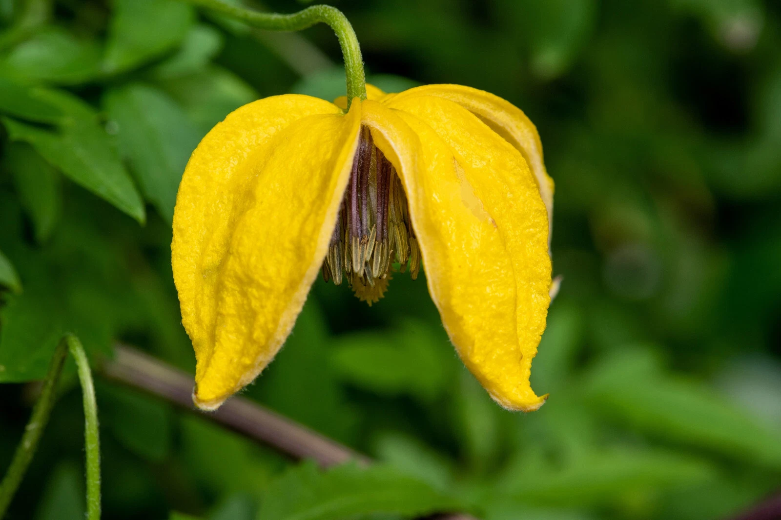10 Yellow CLEMATIS RADAR LOVE Vine Climber Clematis Tangutica Flower Seeds - €12,72 EUR
