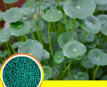 KKG 100Pc Hydrocotyle Vulgaris Marsh Common Pennywort Water Naval Money ... - $14.37