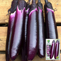 400 Seeds Spring Summer Eggplant Thick Fleshed Purple Red Variety Beautiful - £5.48 GBP