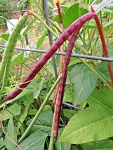 Franklin Red Zipper Bean (cowpea) southern favorite can be grown almost anywhere - £3.53 GBP