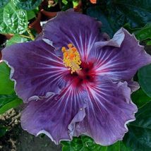 25 Purple Hibiscus Flower Seeds Plants Garden Planting - £11.00 GBP