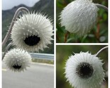 I Discovered A Magical Plant, Furry Dandelion Mums Flowers Garden Planting - $7.43