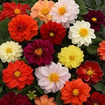 BStore 40 Seeds Mixed Colors Dahlia Seeds Beautiful Flower Plant  - £6.83 GBP