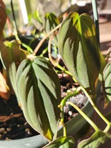Philodendron Hederaceum Micans - Velvet Leaf - $4.95