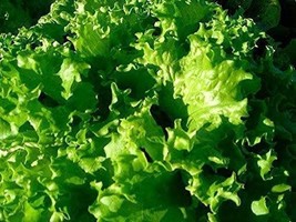 Leaf Lettuce&#39;Waldmans Green&#39; Seeds (25+ Seeds) - £3.82 GBP