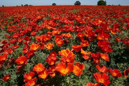 200+ California Red Chief Poppy Seeds - $8.48