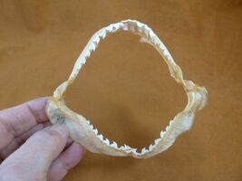 sj470-257) 4-5/8" Tiger SHARK jaw sharks jaws teeth taxidermy educational - $30.99