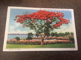 Vintage Postcard Posted 1935 Royal Poinciana Tree Full Bloom Florida FL - £0.75 GBP